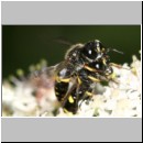 Ectemnius rubicola - Grabwespe 01c 10mm Paarung - Niedringhaussee - Waldrand.jpg